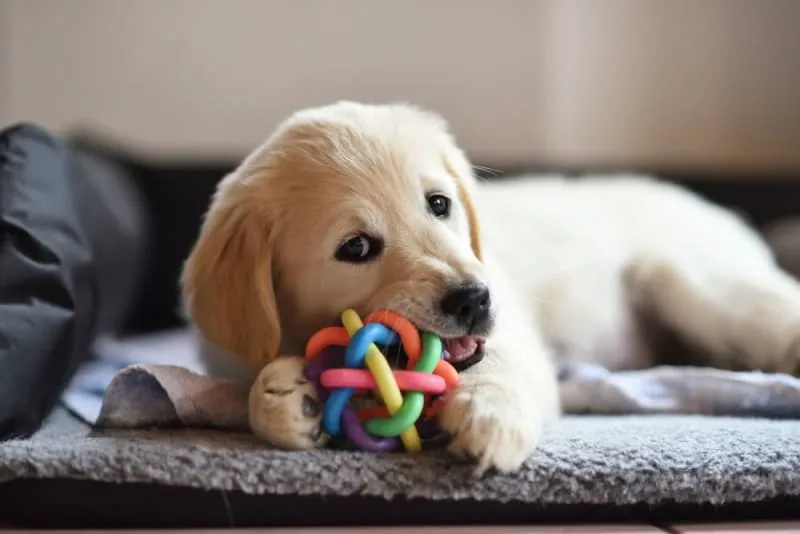 Puppy Vaccination Schedule: What you Need to Know