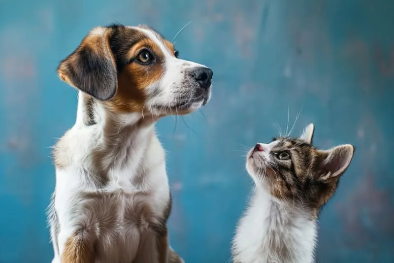 Puppy & Kitten: Are They a Good Match?