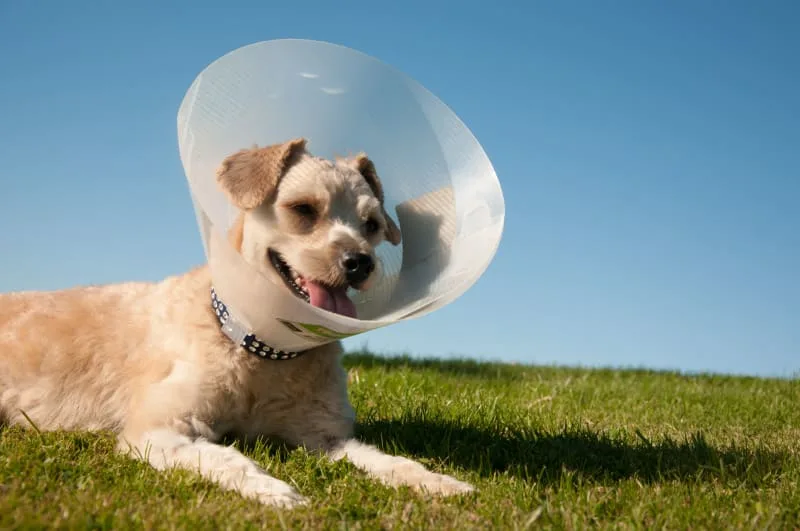 Everything To Know About Spaying & Neutering A Dog