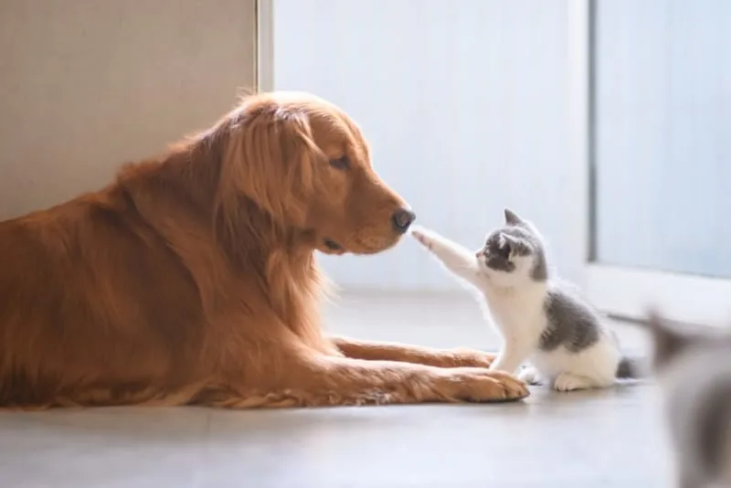 Routine Pet Care Checklist