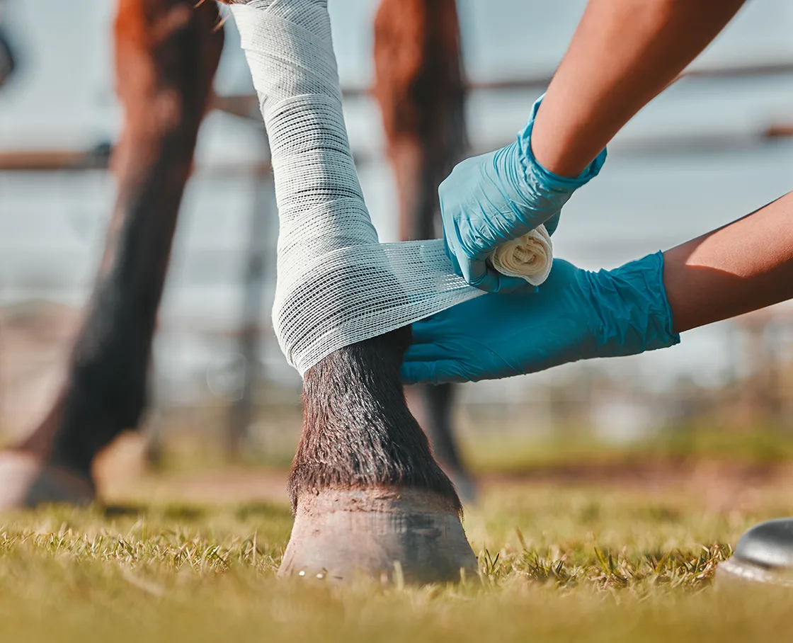horse getting ankle wrapped