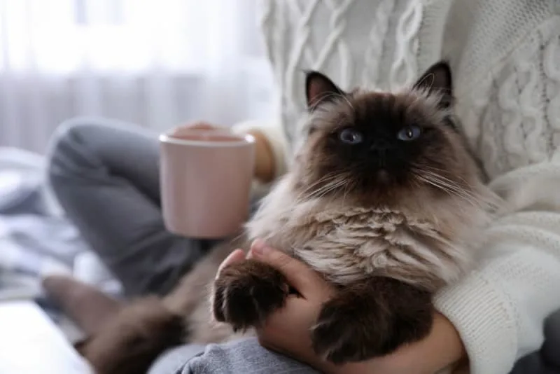 Cat Breeds That Live the Longest