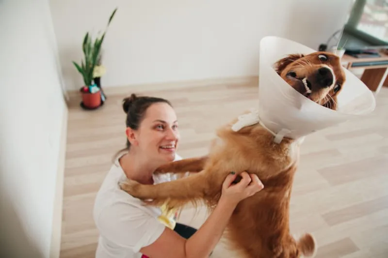 Everything To Know About Surgery In Dogs