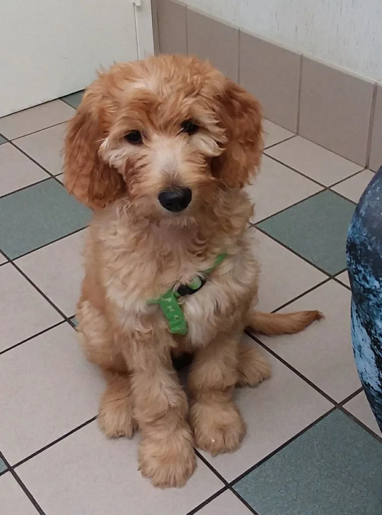 brown dog at vet office