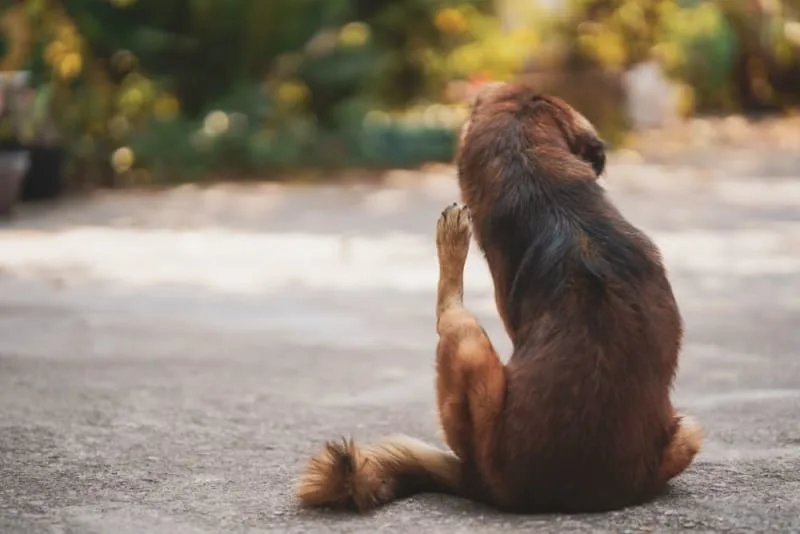 Hives in Dogs: What They Mean & What Causes Them