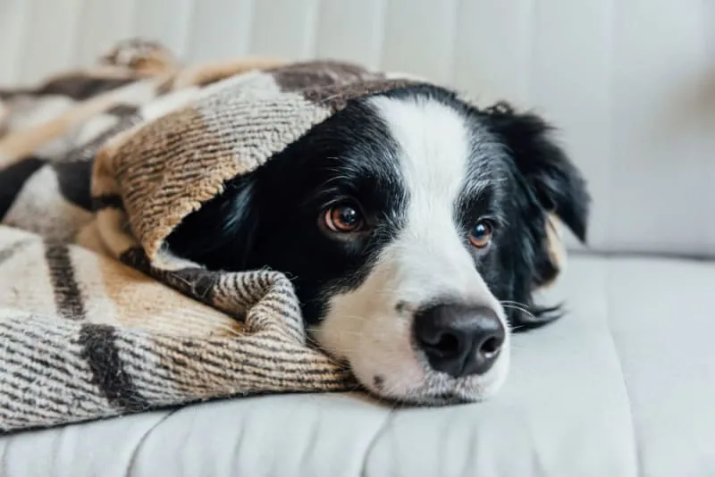 Dog Intestinal Blockage Surgery - What You Need to Know