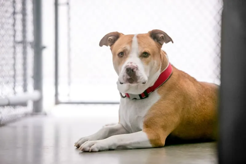 Top 5 Boarding Options for Your Pet