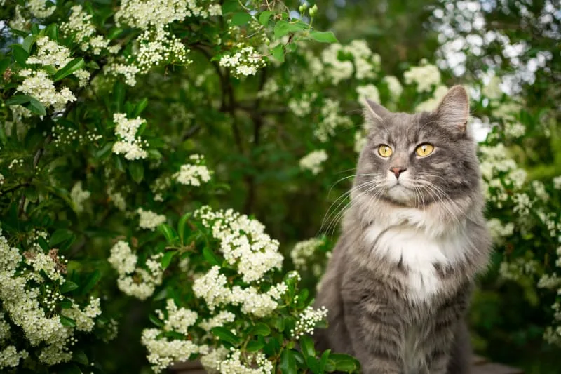 Should I Take My Cat To The Vet For Limping?