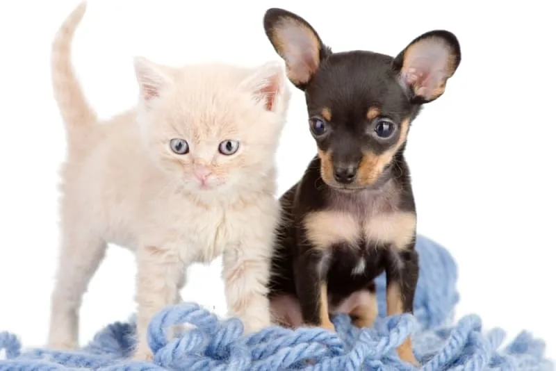 Puppy & Kitten: Are They a Good Match to Raise Together?