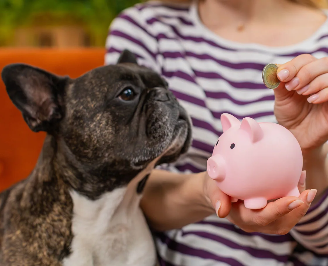 frenchie with piggy bank