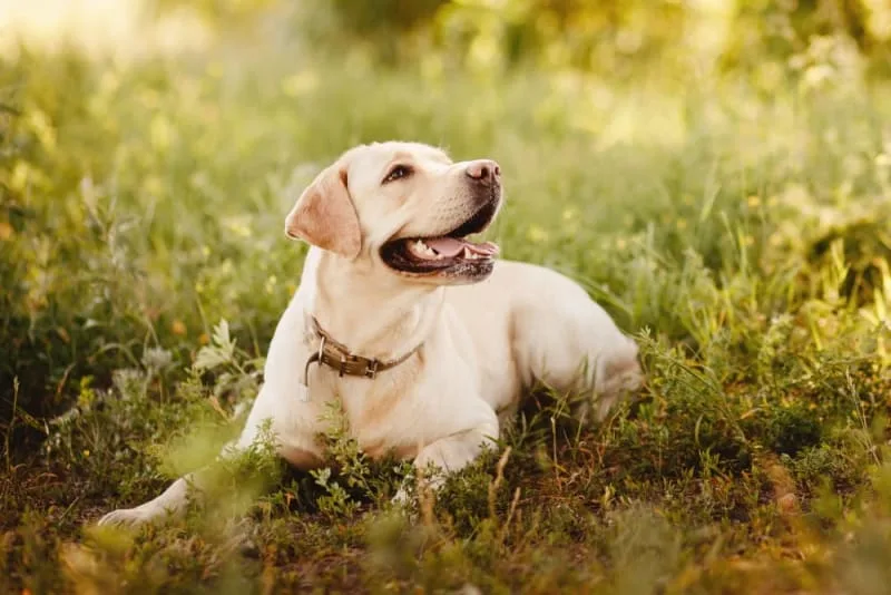 Heatstroke in Dogs - Signs, Treatment & Prevention