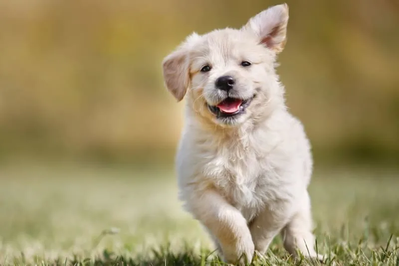 Puppy’s First Vet Visit: Checklist & What to Expect
