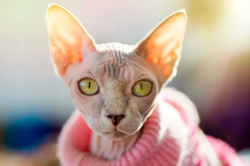 Can cats cause asthma in humans?