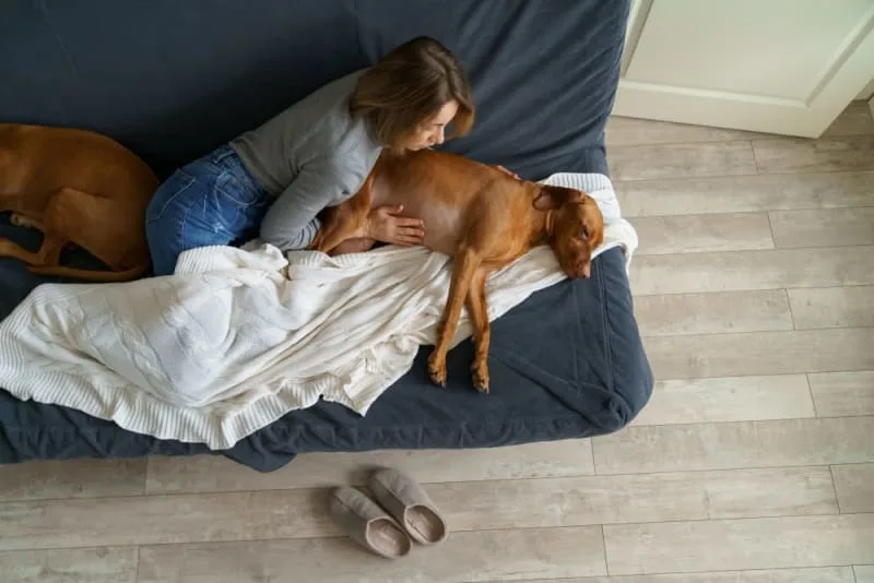 Common Causes of Diarrhea in Dogs & How to Stop It