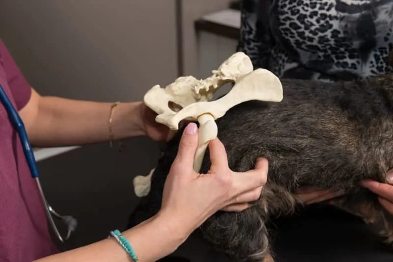 Dog Hip Dysplasia Surgery - Different Options