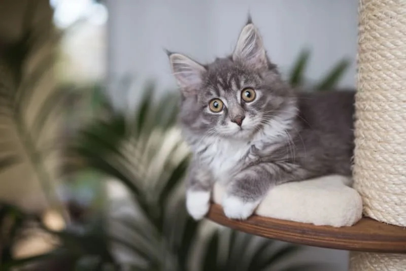 Kitten's First Vet Visit Checklist