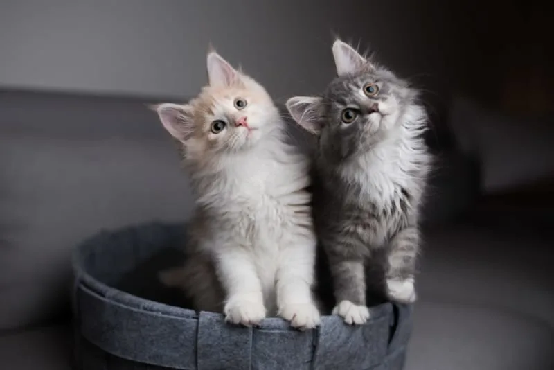 Does my indoor cat need a friend?