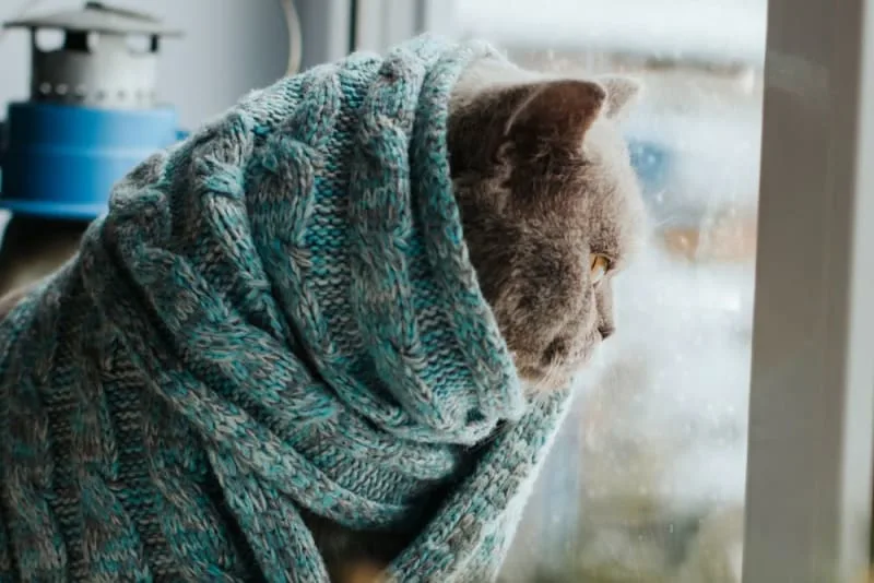 Cats & Colds: Can They Get Them & What To Do?