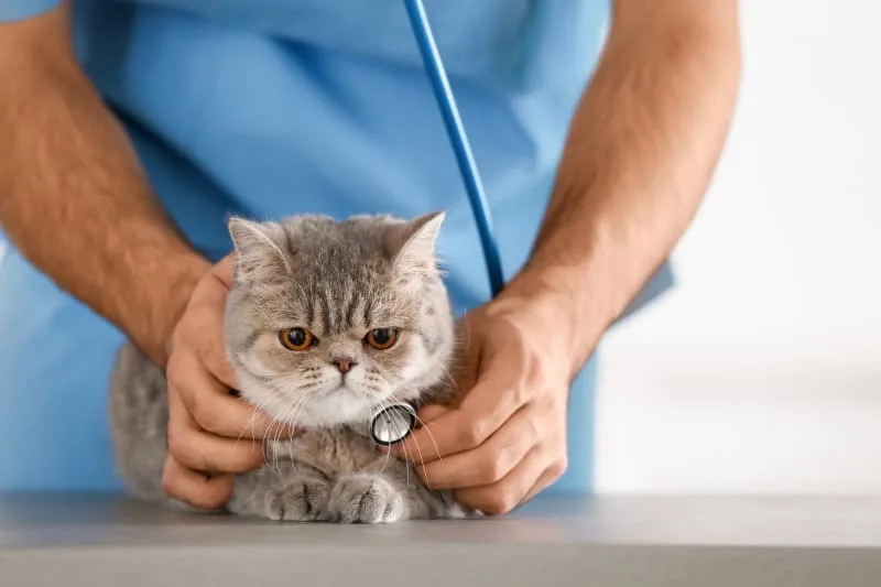 Symptoms of Kidney Failure in Cats