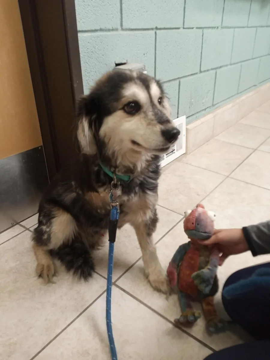 Geriatric Dog Care in Yucaipa