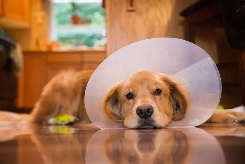 Surgery in Dogs: Everything You Need to Know