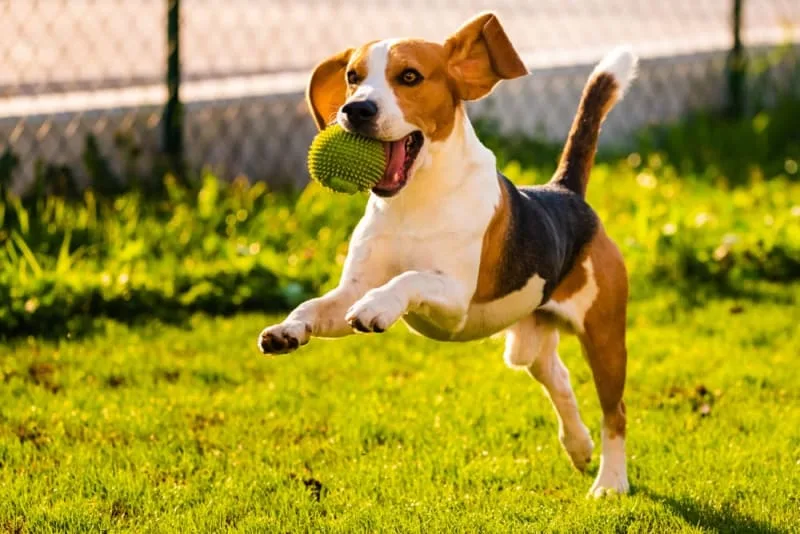 Chances of a Vaccinated Dog Getting Rabies