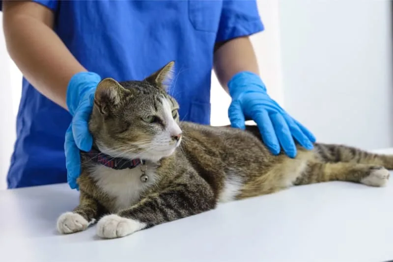 FHO Surgery in Cats
