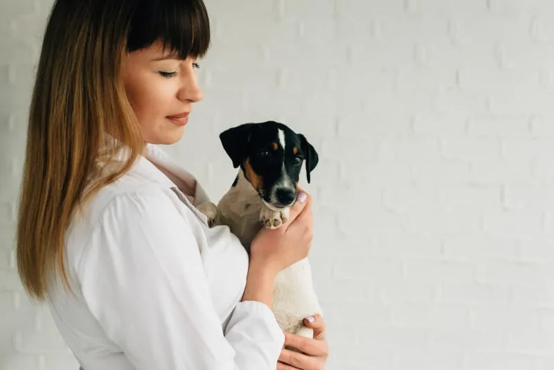 How Often Should Your Dog Go To The Vet?