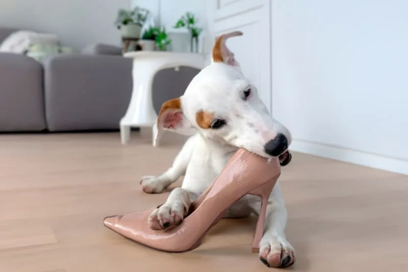 Dog Chewing Problems: Why They Chew & How to Stop Them