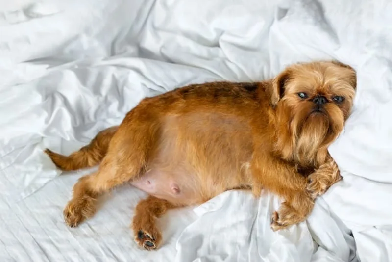 C-Section for Dogs: Everything You Should Know