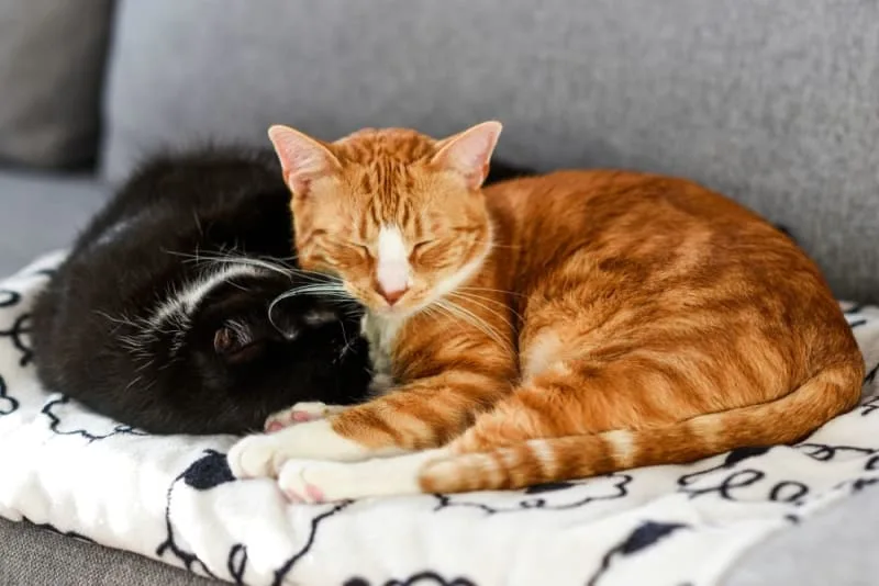 Does My Cat Need a Friend?