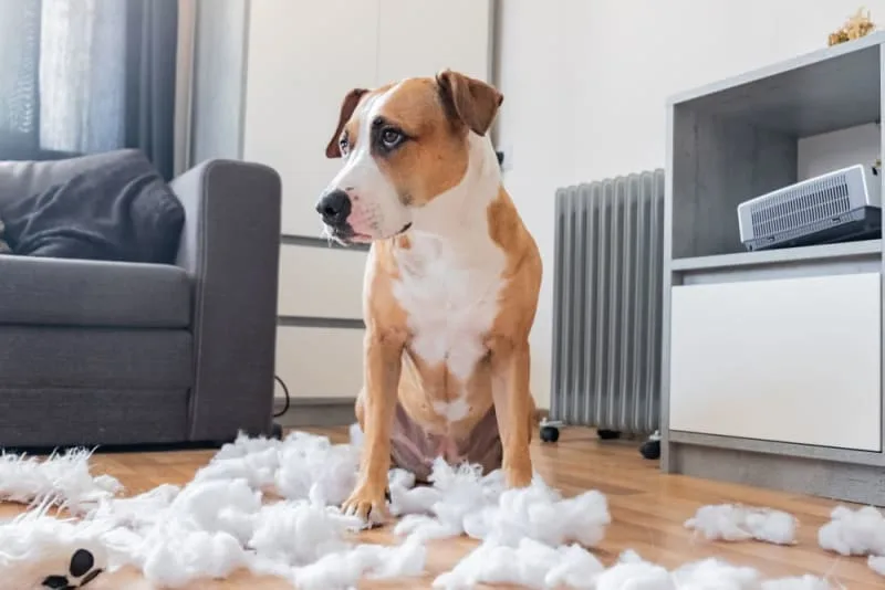 Why Does My Dog Eat Everything?