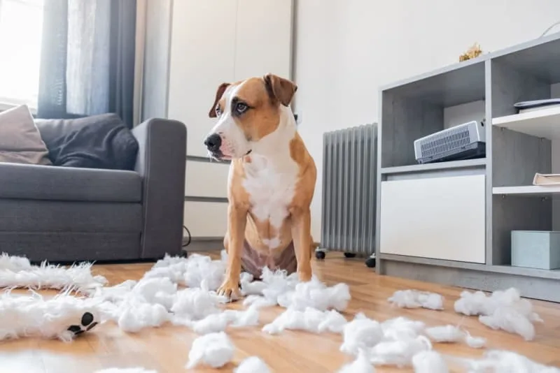 How To Stop a Dog from Chewing (Things They Shouldn't Chew)