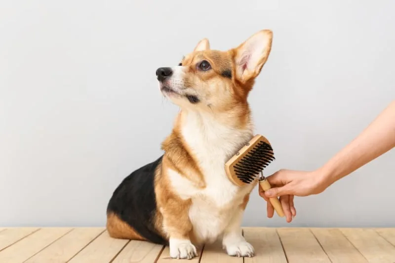 How to Groom an Aggressive Dog