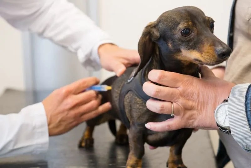 Should I Get My Dog Vaccinated? Why Do It and When to Do It