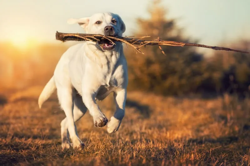 Constipation In Dogs: What You Can Do