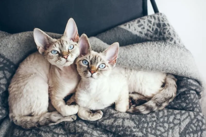 Where to Leave a Cat While on Vacation?
