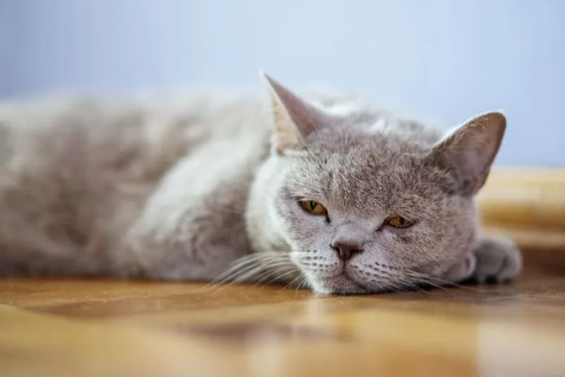 Pneumonia in Cats