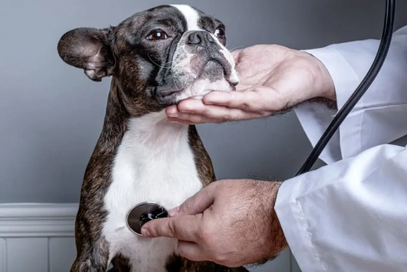 Heart Disease in Dogs
