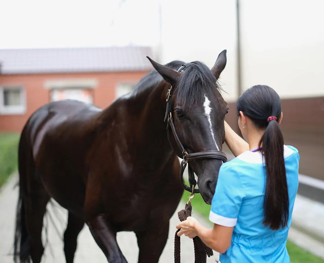 dark brown horse with tech in blue scrubs walking