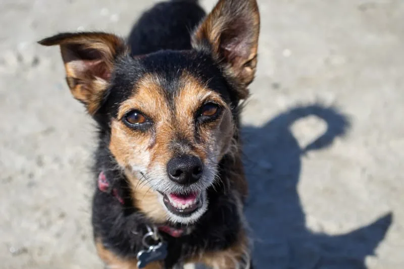 What shots do dogs need to be boarded?