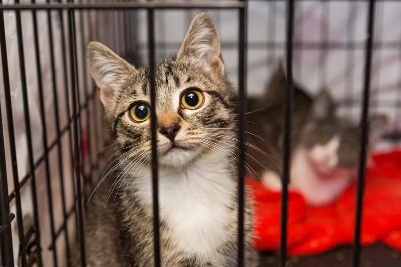 Cat Recovering From Surgery