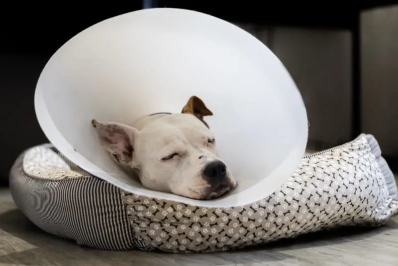 Getting Your Dog Fixed: When & What to Know