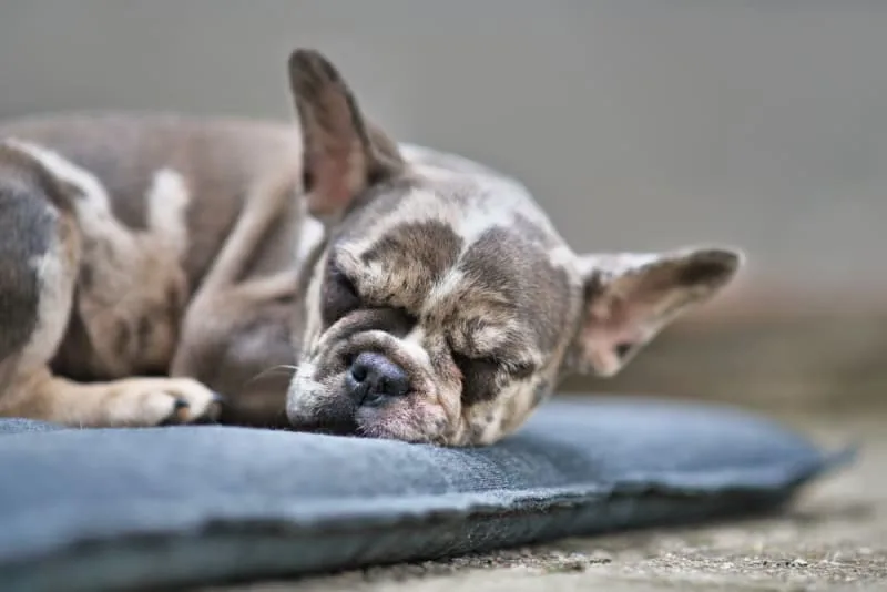 Anesthesia for Dogs
