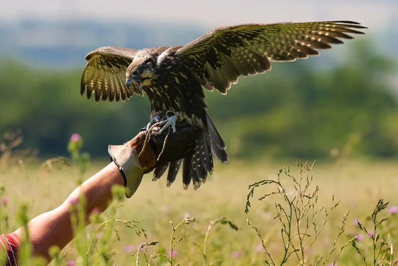 Some Of The Most Exotic Birds to Keep As Pets