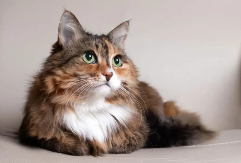Help! My Cat Is Breathing Heavily, What Should I Do?