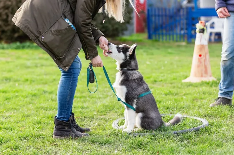 Dog Training Advice From Our Professionals