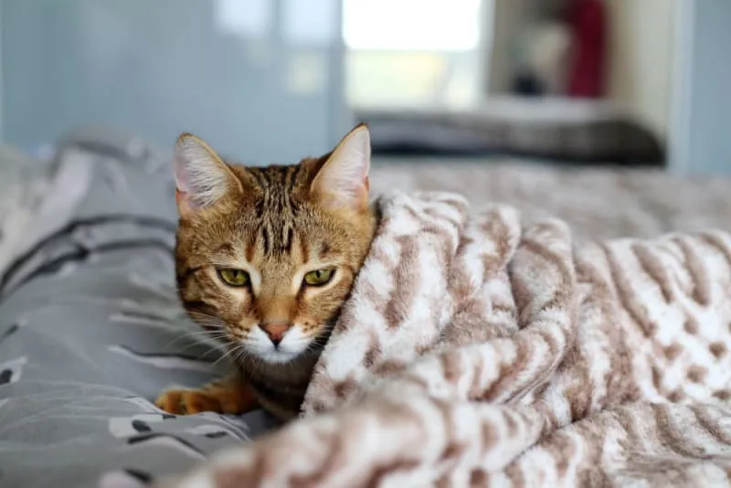 Signs of Pneumonia in Cats
