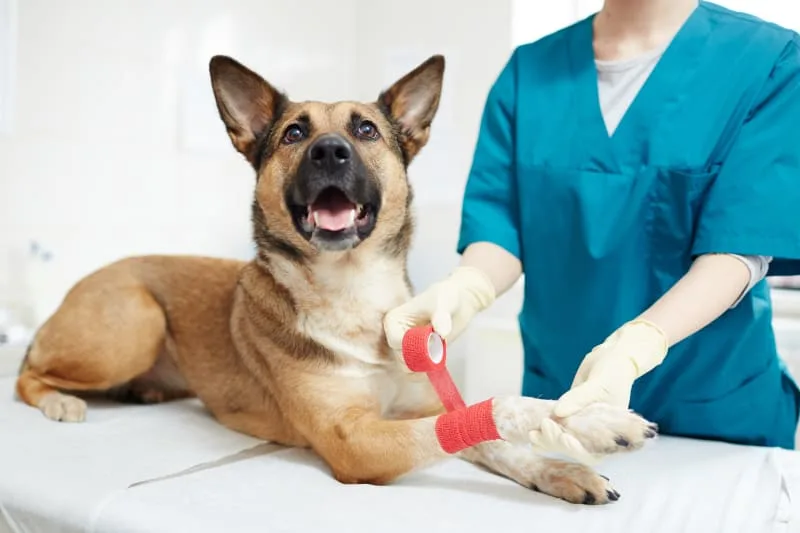 What to Do if My Dog Cut Their Paw Pad?