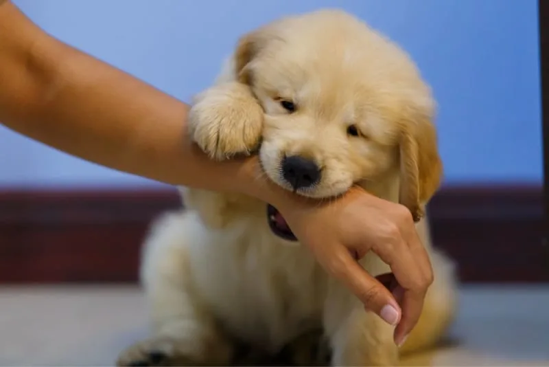 How to Stop Puppy Biting